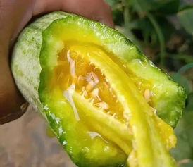 吃一个网红的瓜  第3张